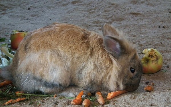 おやつ