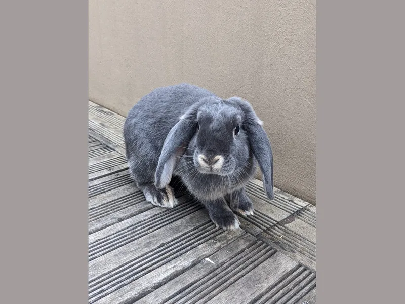 ミニロップのうさぎ