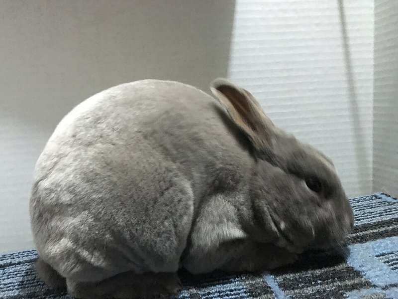 ミニレッキス