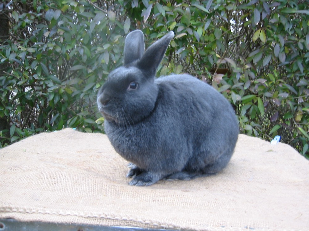 ミニサテン