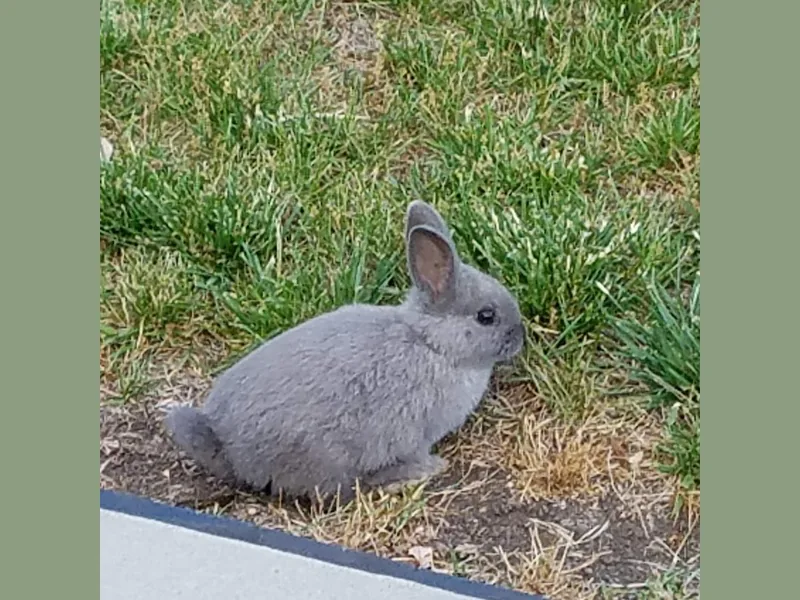 ネザーランドドワーフのうさぎ